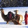 Lama treks