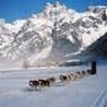 dog slegging